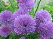 chives