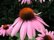 echinacea