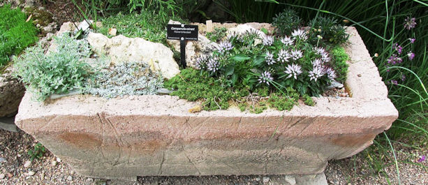 alpines in a stone trough