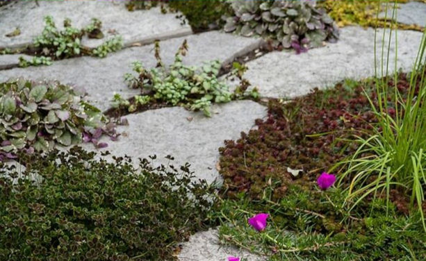 alpines in a stone trough