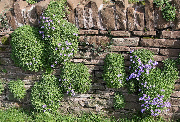 alpines cascading down a wall