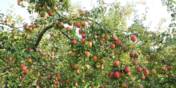 apple tree with apples