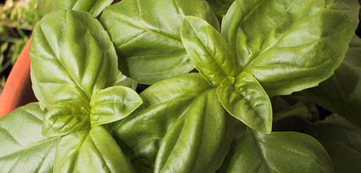 basil plant