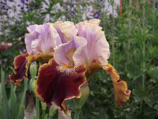 peach coloured bearded iris