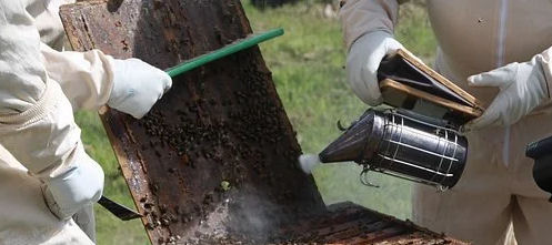 smoking a bee hive