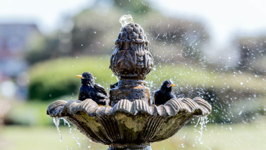 starlings in a bird bath