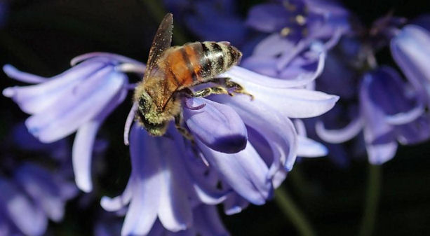 bee on a bluebell