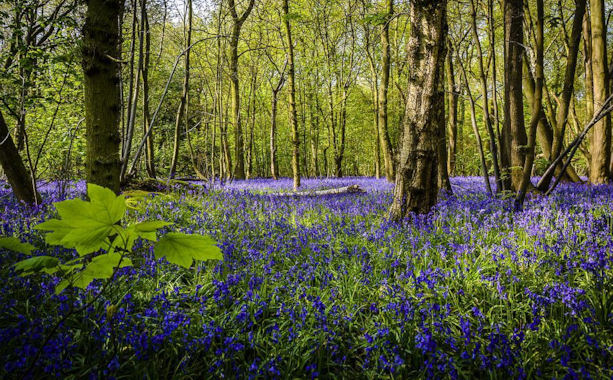 a bluebell woodland