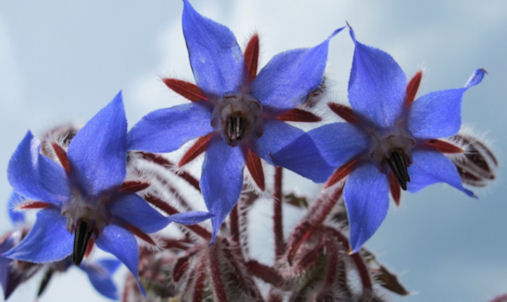 borage flowers
