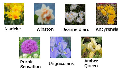 varieties of spring bulbs