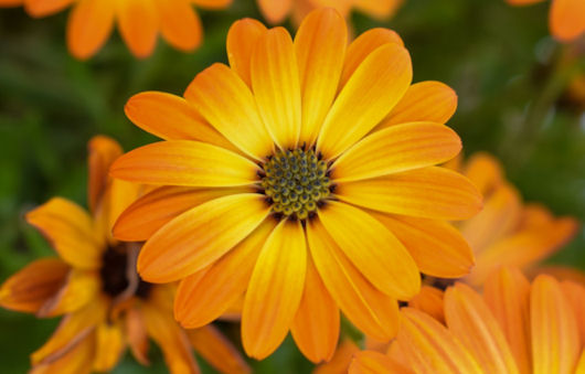 flower on a pot marigold