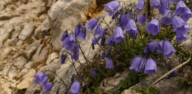 Campanula muralis in rocks