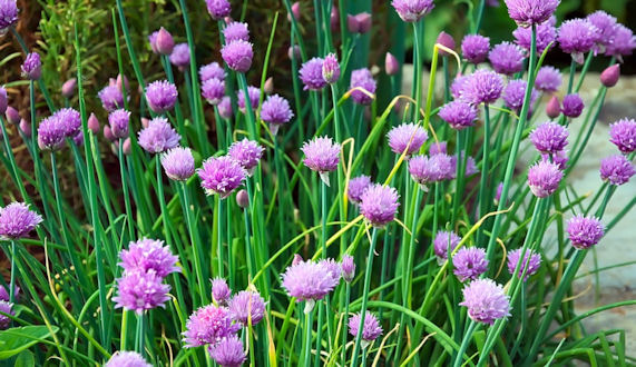 chives in flower