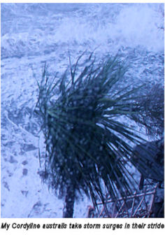 cordyline australis in a storm