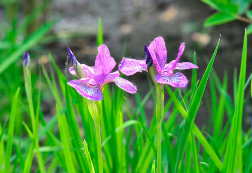 pink Dutch iris