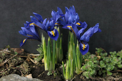 blue Iris reticulata