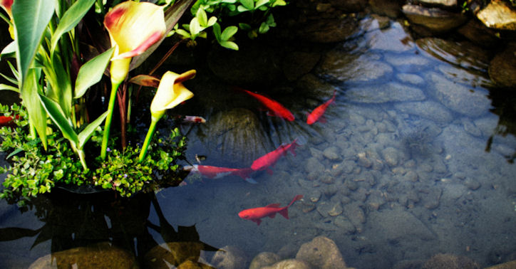 red fish in a garden pond