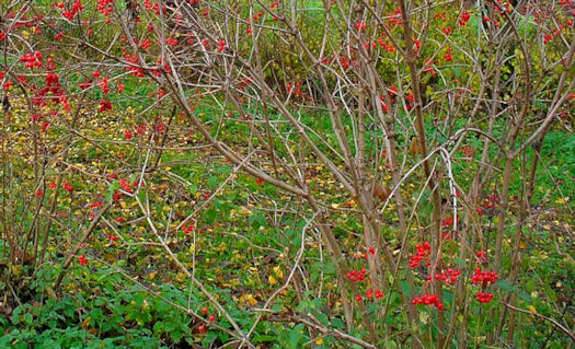 viburnum in winter
