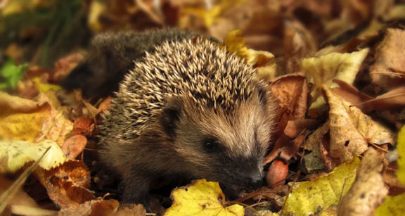 hedgehog amongst autumn leaves