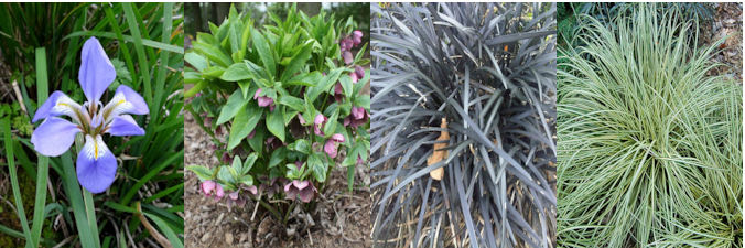 four herbaceous plants for January