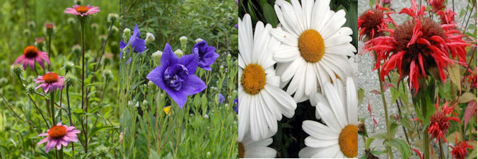 four herbaceous plants for July