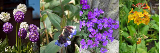 four herbaceous plants for March