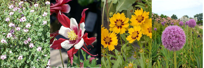 four herbaceous plants for March