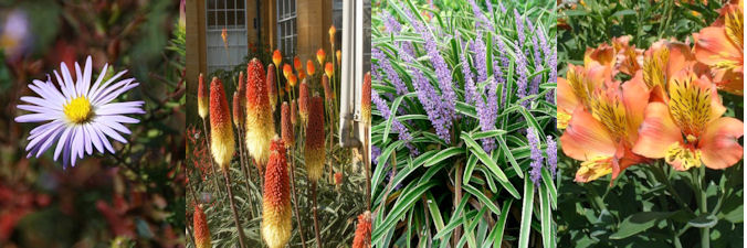 four herbaceous plants for September