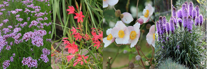 four herbaceous plants for September