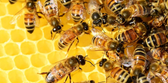 honey bees in hive