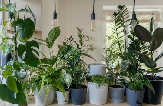 Indoor garden