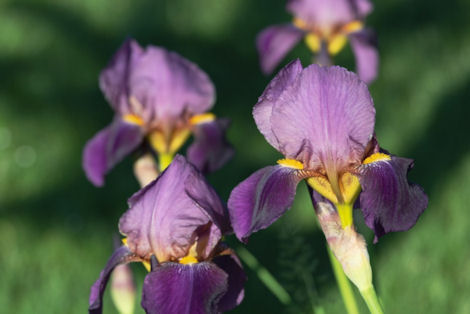 purple bearded iris
