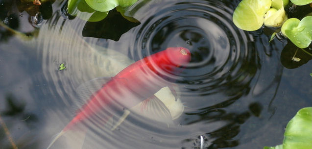 koi carp in a pond
