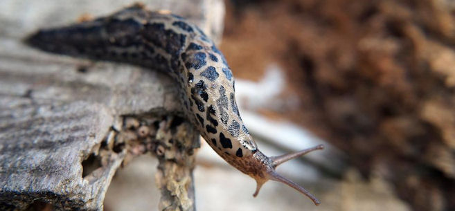 leopard slug on wood