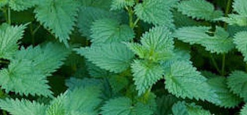 nettle plant