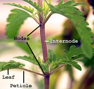 node and internode