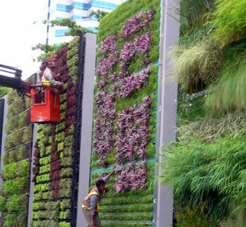 plant wall