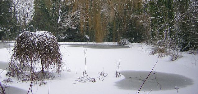 garden pond in snow