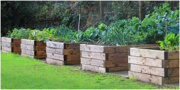 wooden raised beds with vegetables