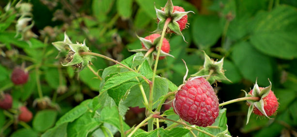 raspberry bush