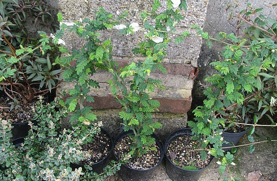 rooted cuttings in pots