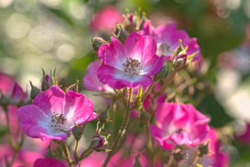wild rose flowers