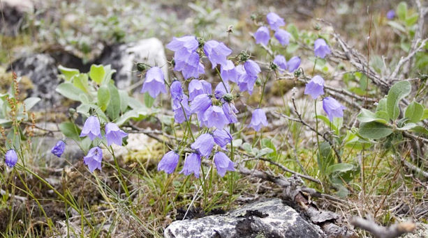 harebell