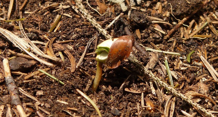 lone seedling
