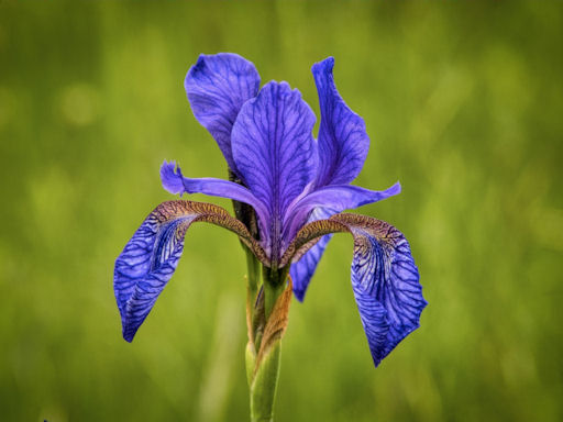 blue Iris siberica