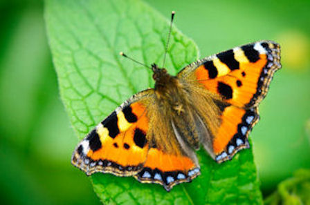 small tortoiseshell butterfly
