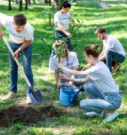 planting a tree