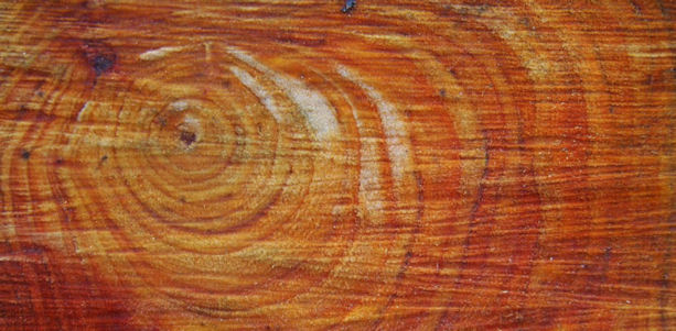 tree rings