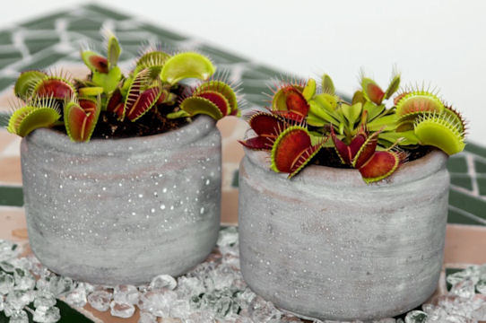 venus flytraps in pots