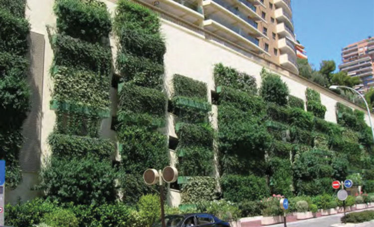 wall of plants